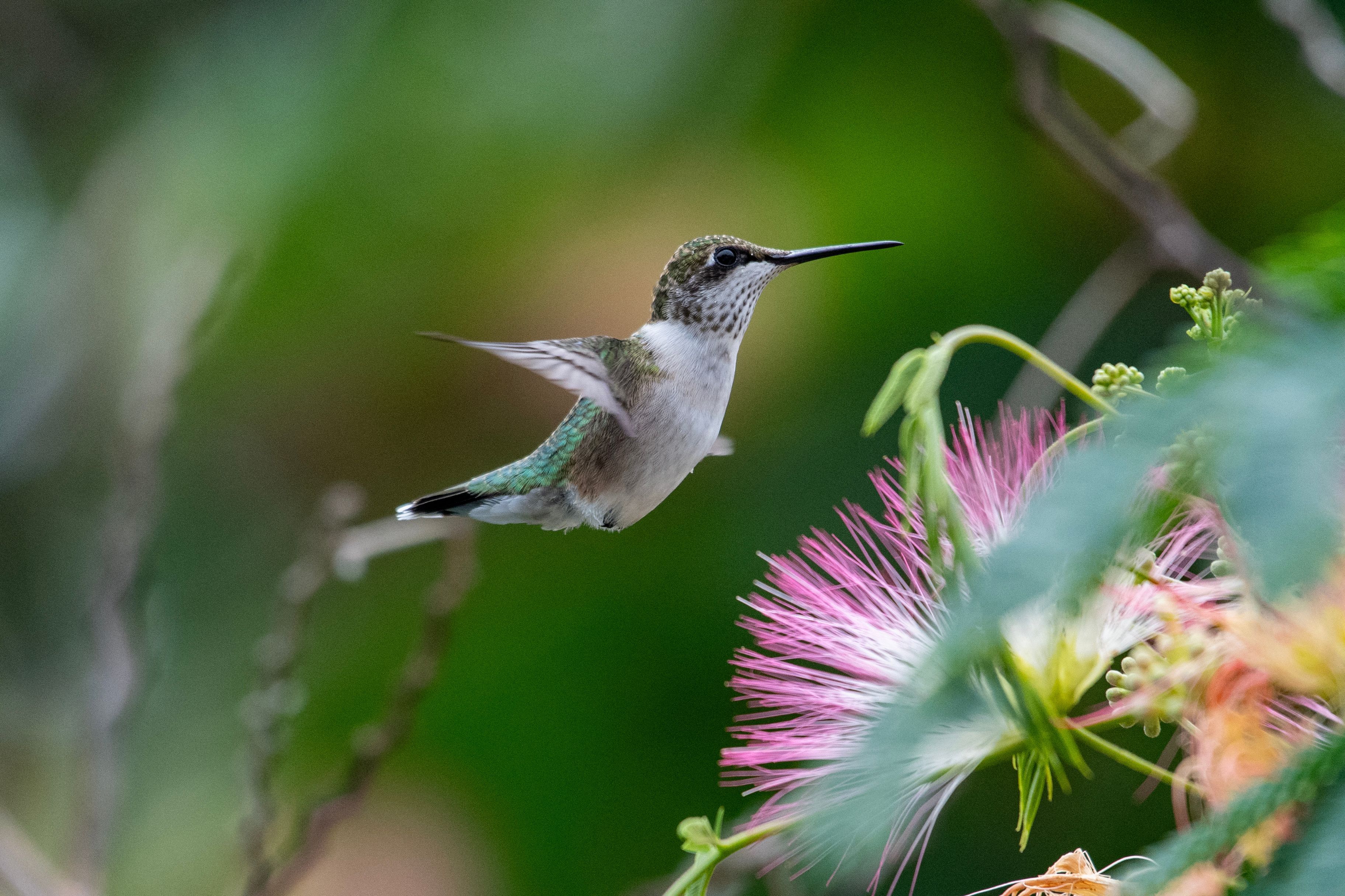 Which birds fly through Central Texas as they migrate south - Axios Austin