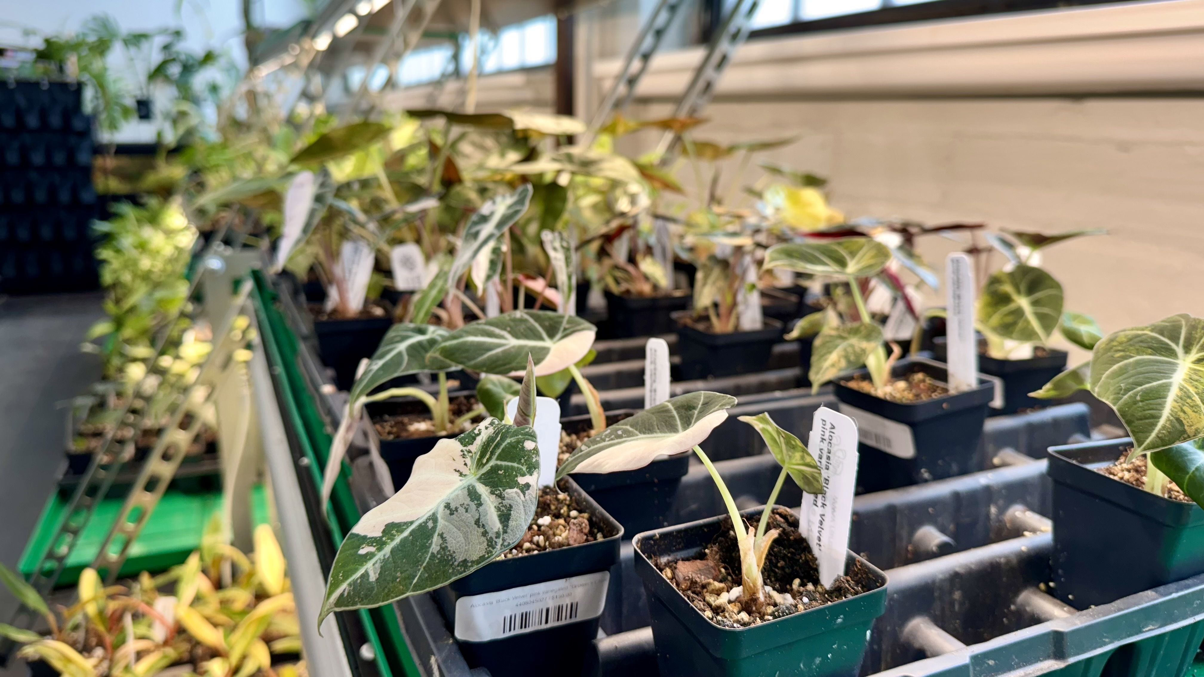 Plants on shelves at the store.