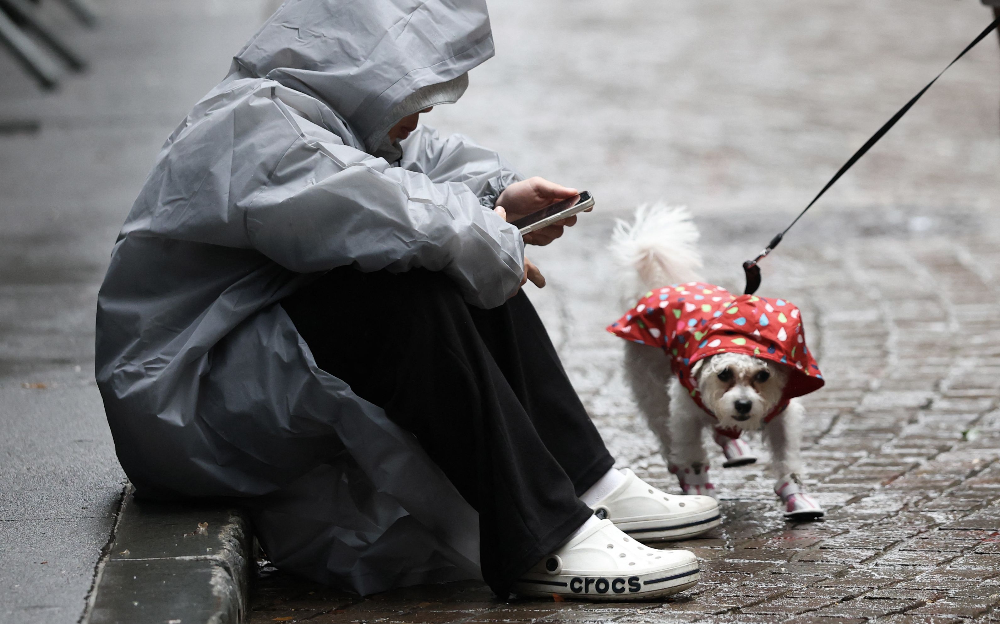 A person dressed in a gray raincoat and white sneakers looks at their phone while sitting on a sidewalk in Wall Street as a small white dog with a red raincoat in the shapes of multi-colored drops walks by in the rain in New York.