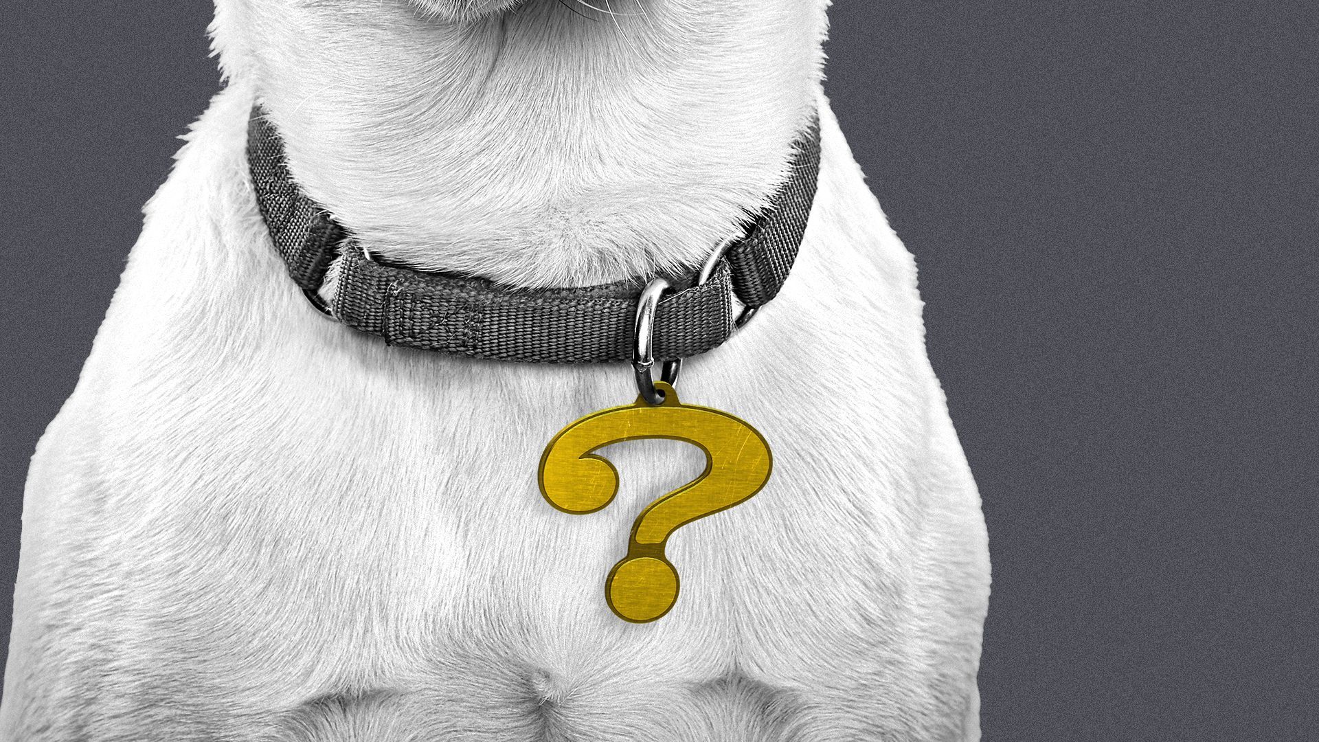 Illustration of a dog wearing a collar with a metal pendant in the shape of a question mark.