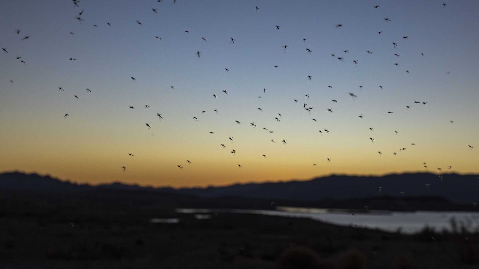 Numerous insects flying against a gradient sky at dusk with a dark landscape and mountains in the background near a body of water.
