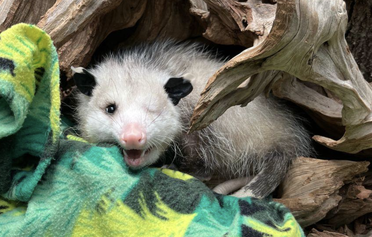 Basil the one-eyed Virginia oppossum. Photo:  Photo: courtesy Smithsonian's National Zoo and Conservation Biology Institute. 