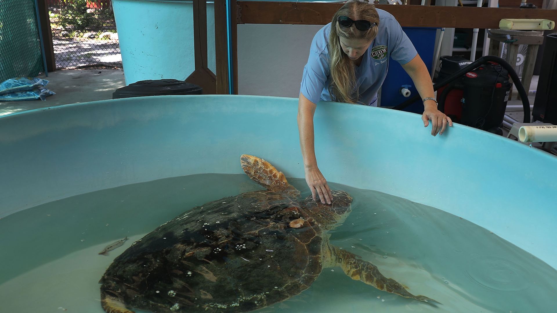 Veterinarian Dr. Heather Barron cares for a Loggerhead sea turtle that was found washed ashore after becoming sick in the red tide on August 1, 2018 in Sanibel, Florida.