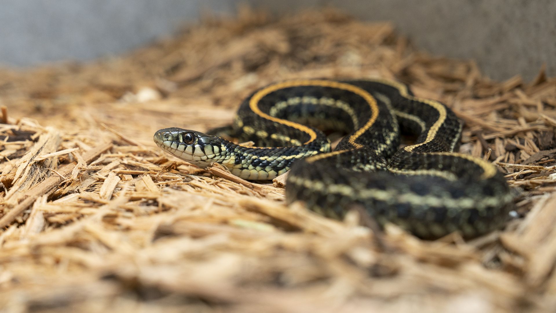 How the Columbus Zoo is helping Ohio's most endangered snake