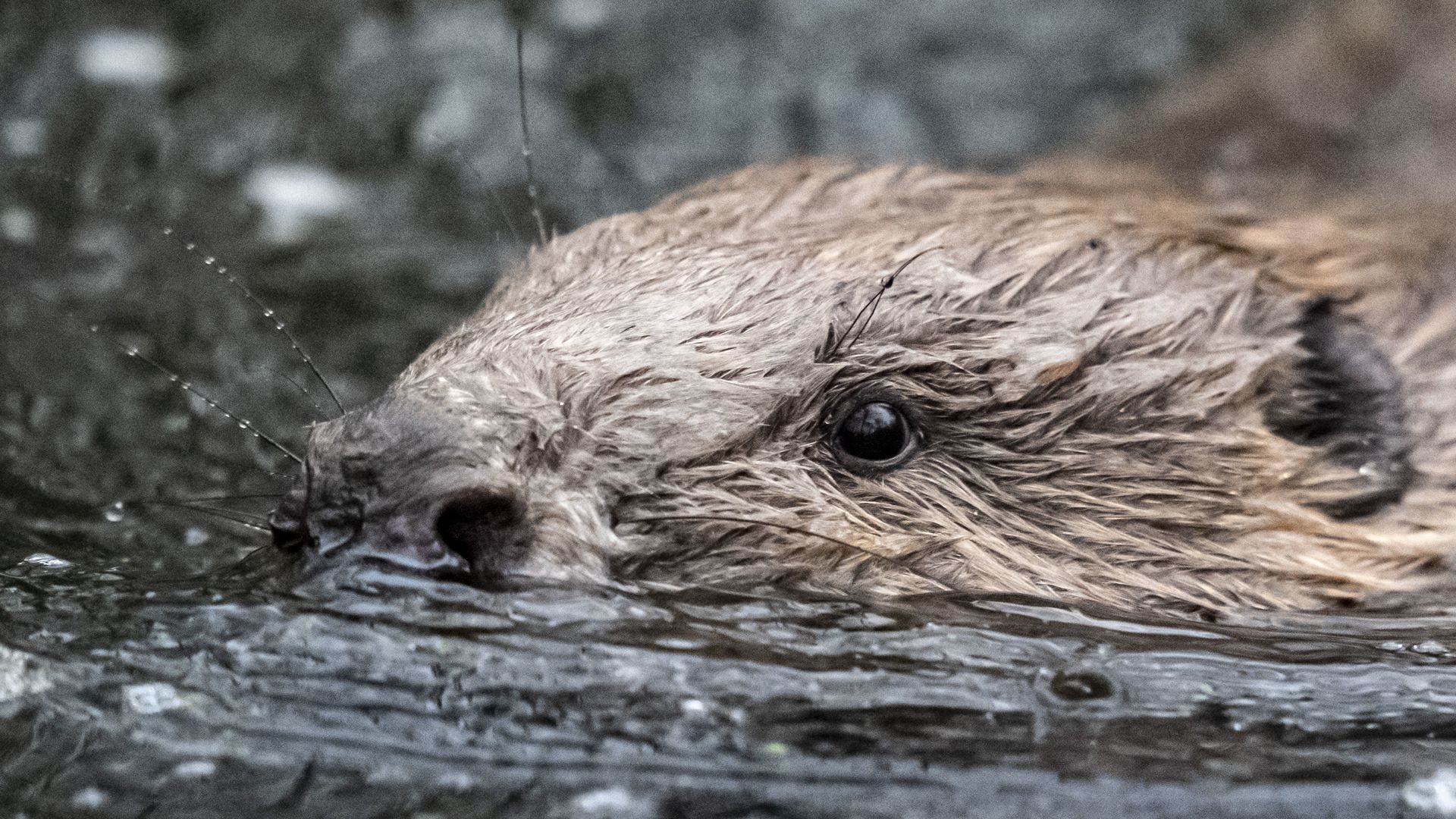 Close-up of a wet brown mammal head with a dark eye and damp fur, droplets on its whiskers, partially submerged in shallow water with a blurred forest background.