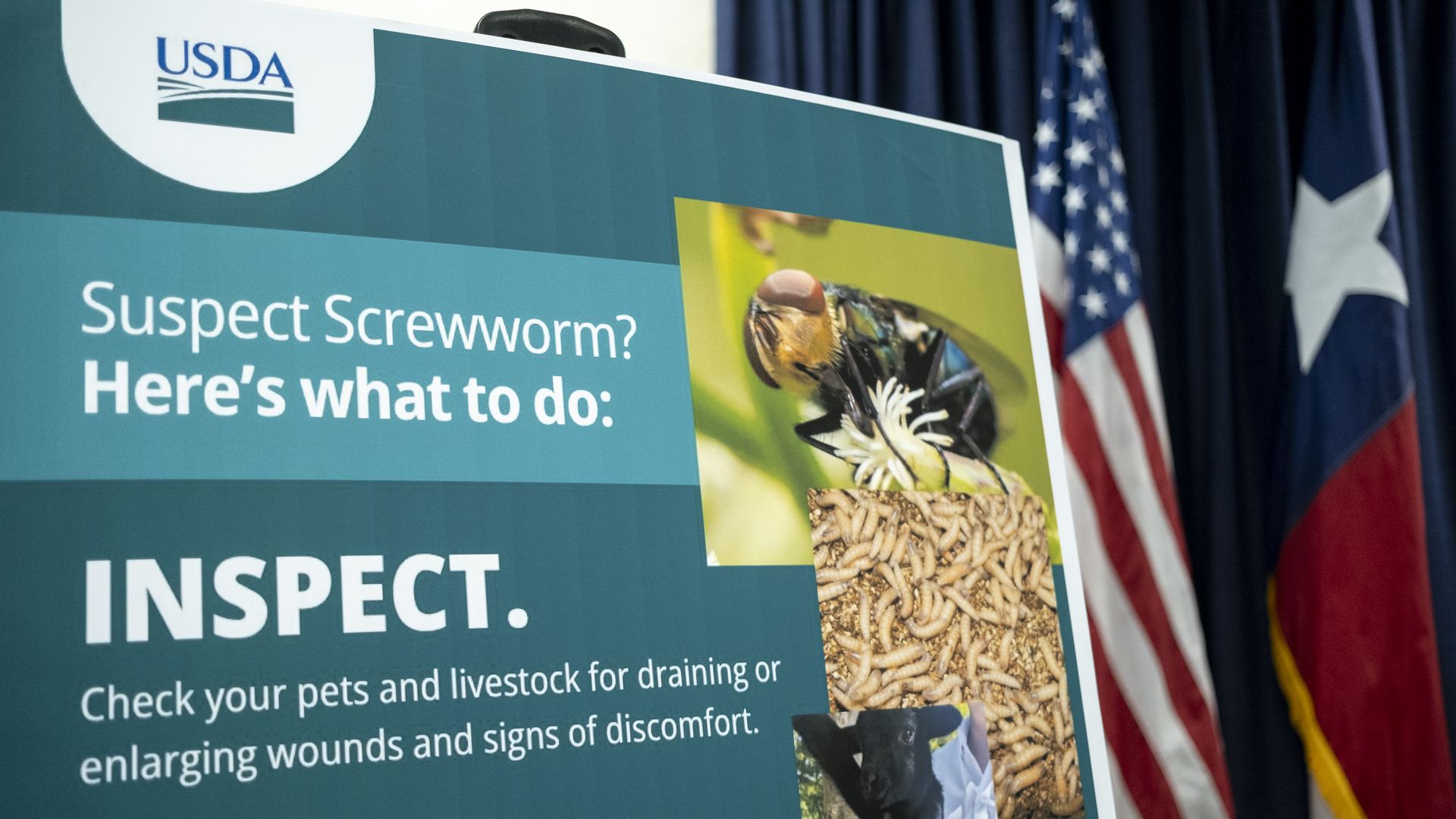 USDA poster on teal board with the headline "Suspect Screwworm? Here's what to do: INSPECT." Shows pest images; American flags and dark curtains in the background.