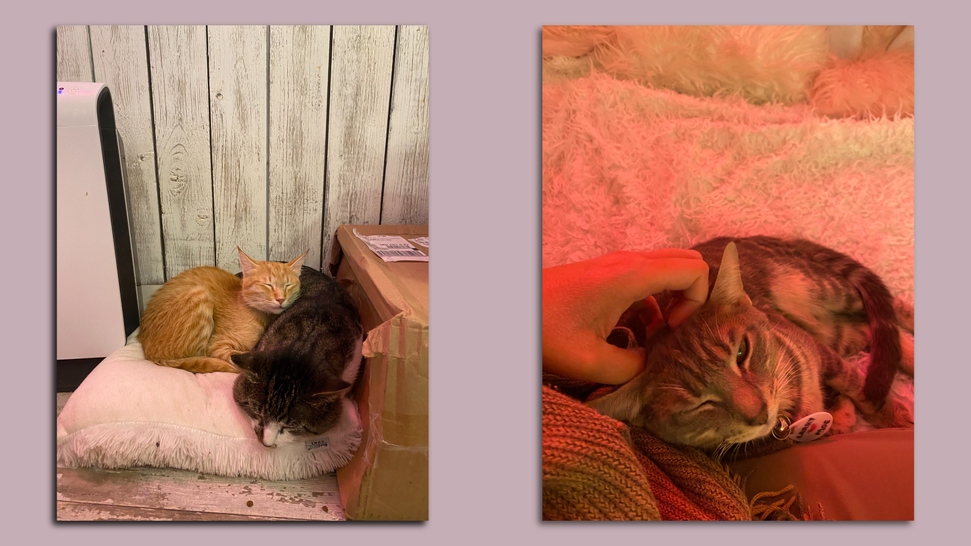 Images of cats cuddling at a D.C. cat cafe 