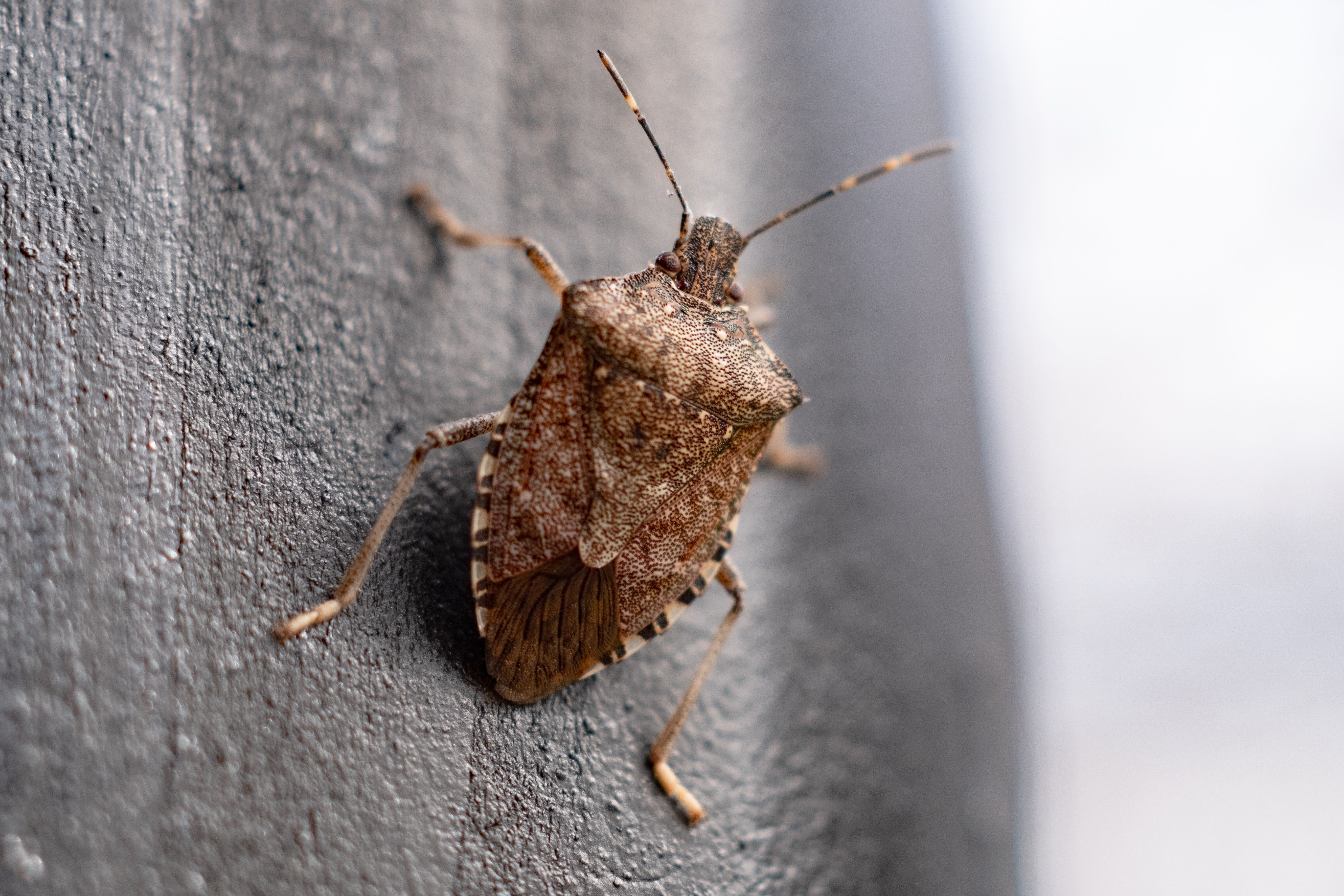 A brown stink bug clings to what looks like a concrete wall. 