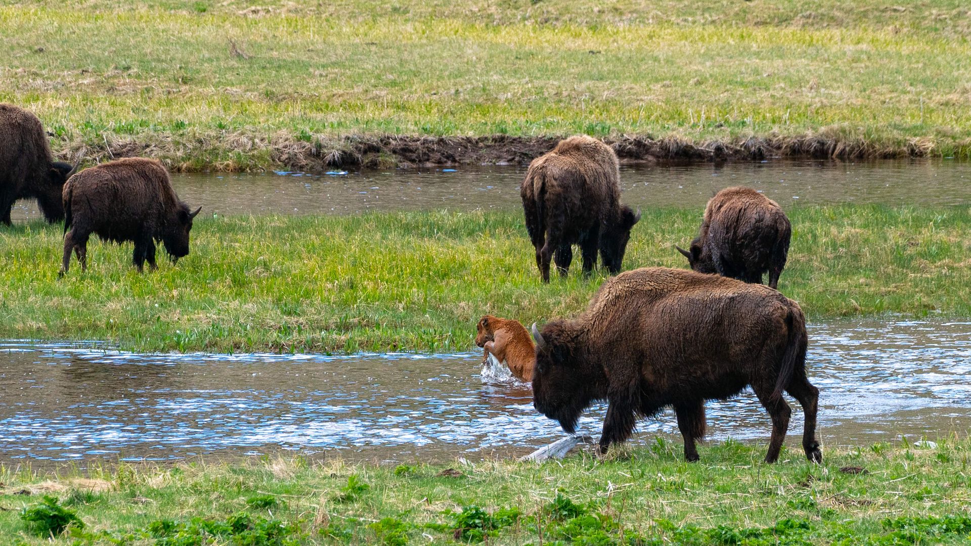a herd of wild bison with their newborn calves