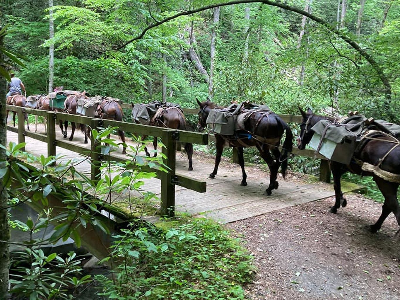 Mules deliver aid to North Carolina after Hurricane Helene closed