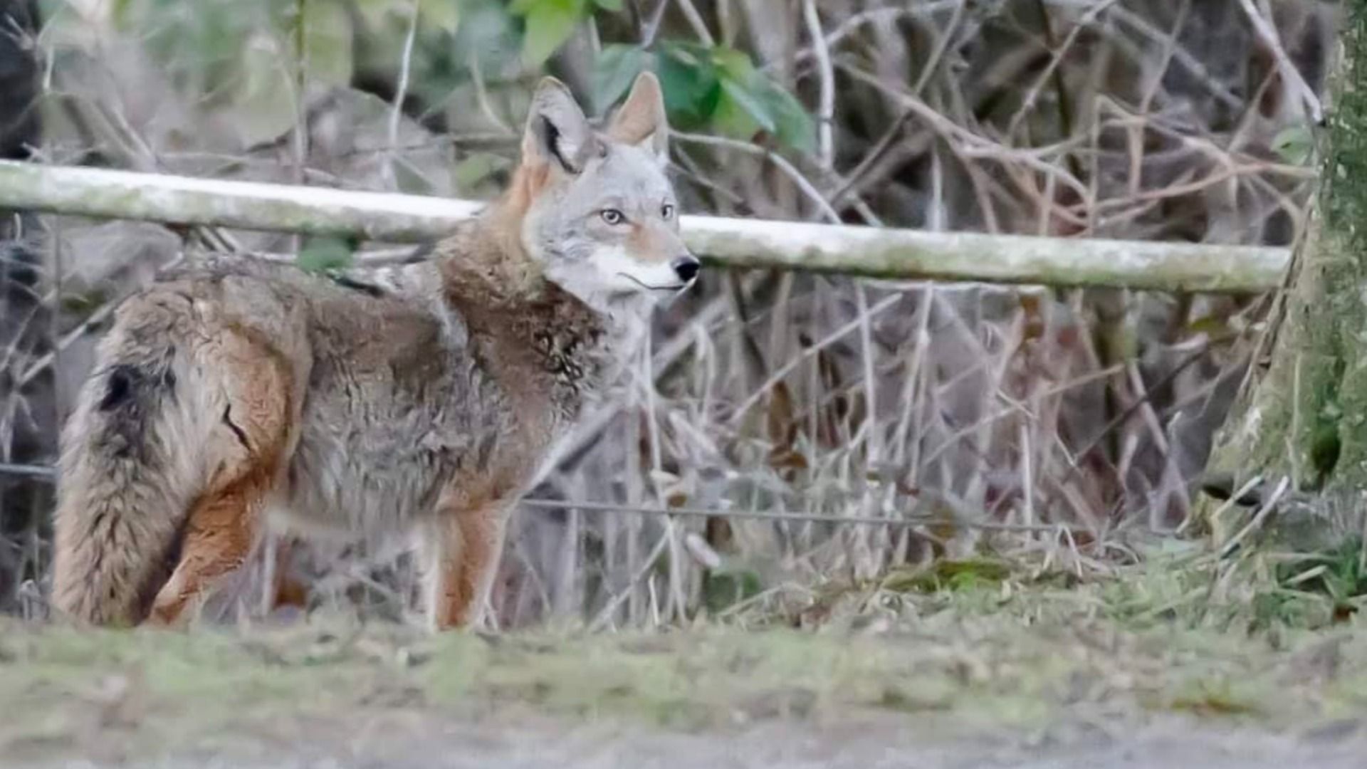 Side view of a gray and brown coyote standing alert on grass near a wooded area with bare branches and a horizontal log in the background.