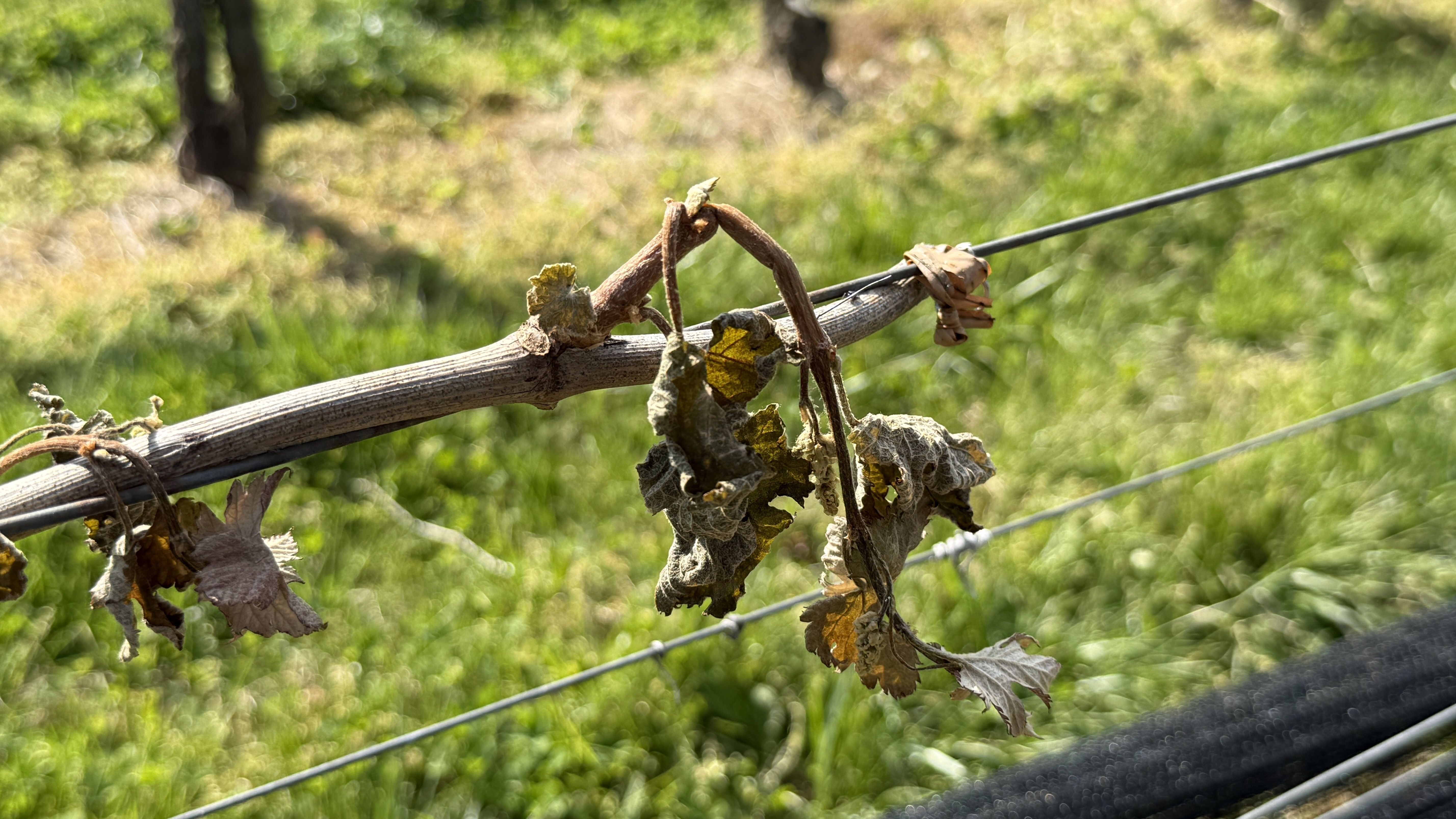 axios.com - Anna Spiegel - Virginia's brutal frost is changing what's in the bottle
