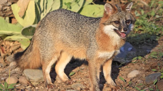 Iowa's gray foxes are disappearing — and researchers don't know why ...