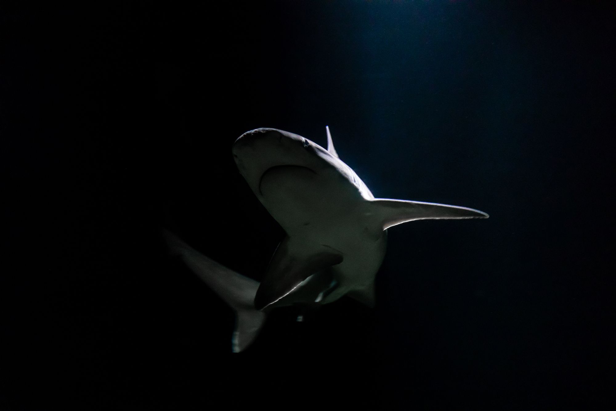 A shark viewed from below in the dark waters in Shark Alley