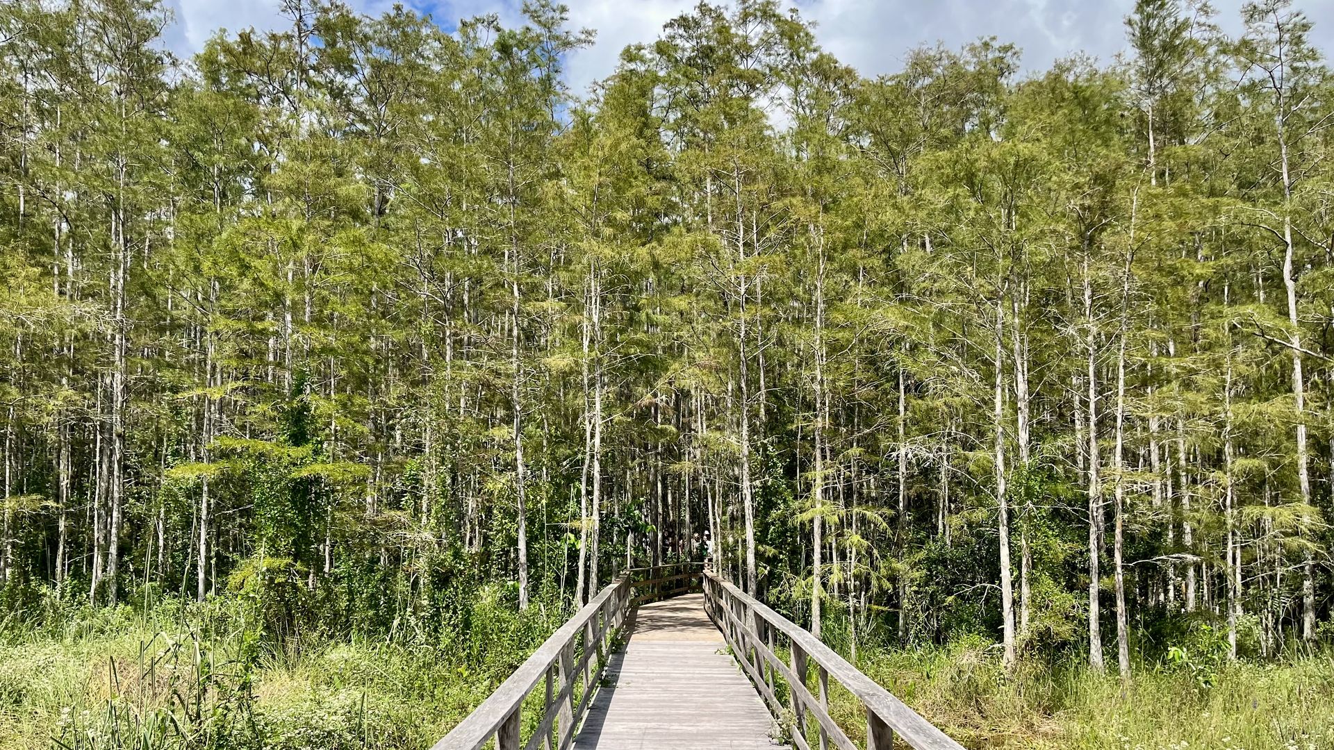 A board walk leading into a forest of green-leafed trees.
