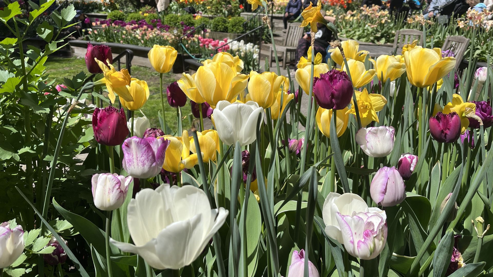 A photo of tulips in a bed.