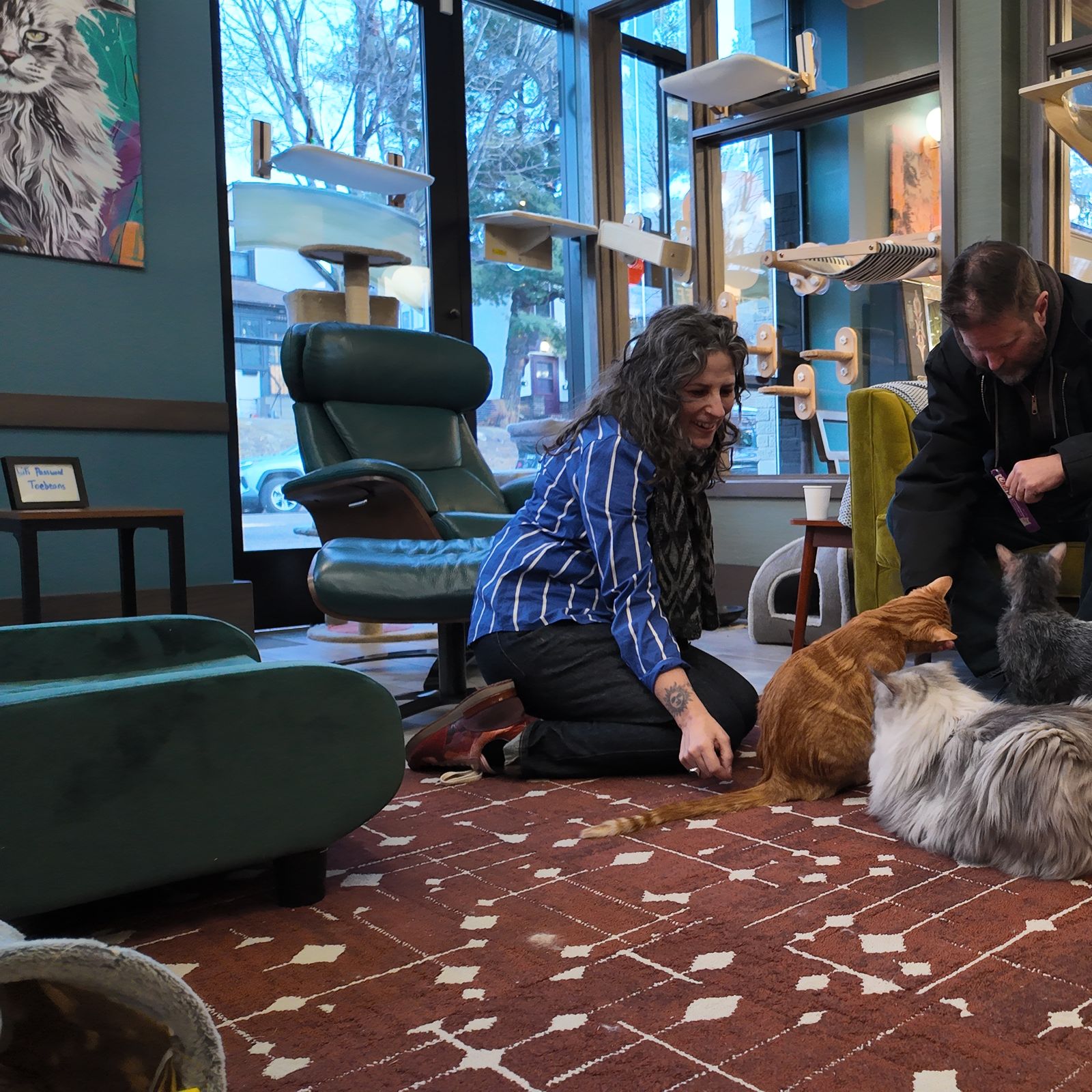 Inside Catzen Coffee, St. Paul's first cat cafe - Axios Twin Cities