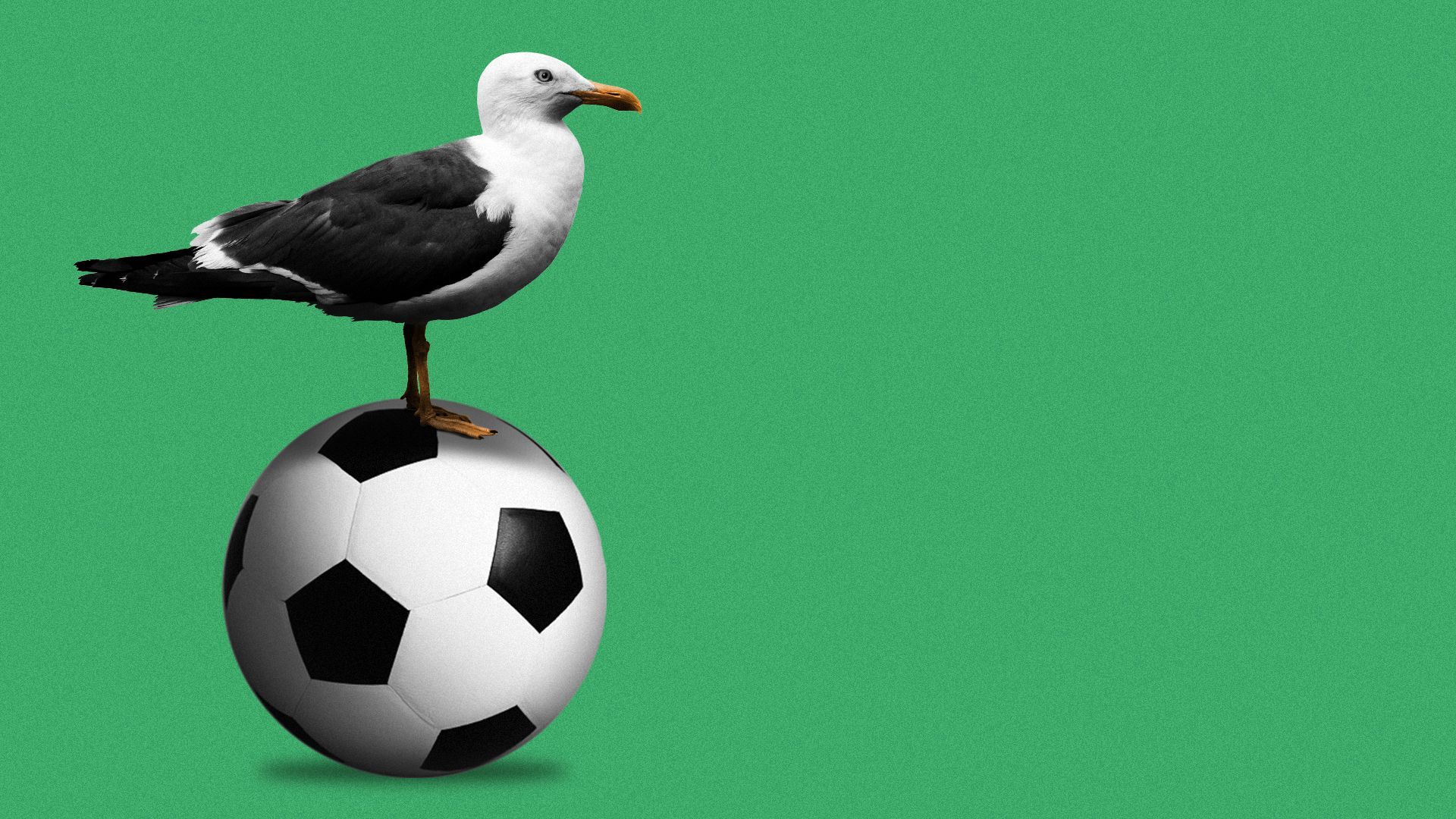Illustration of a seagull standing on a soccer ball.