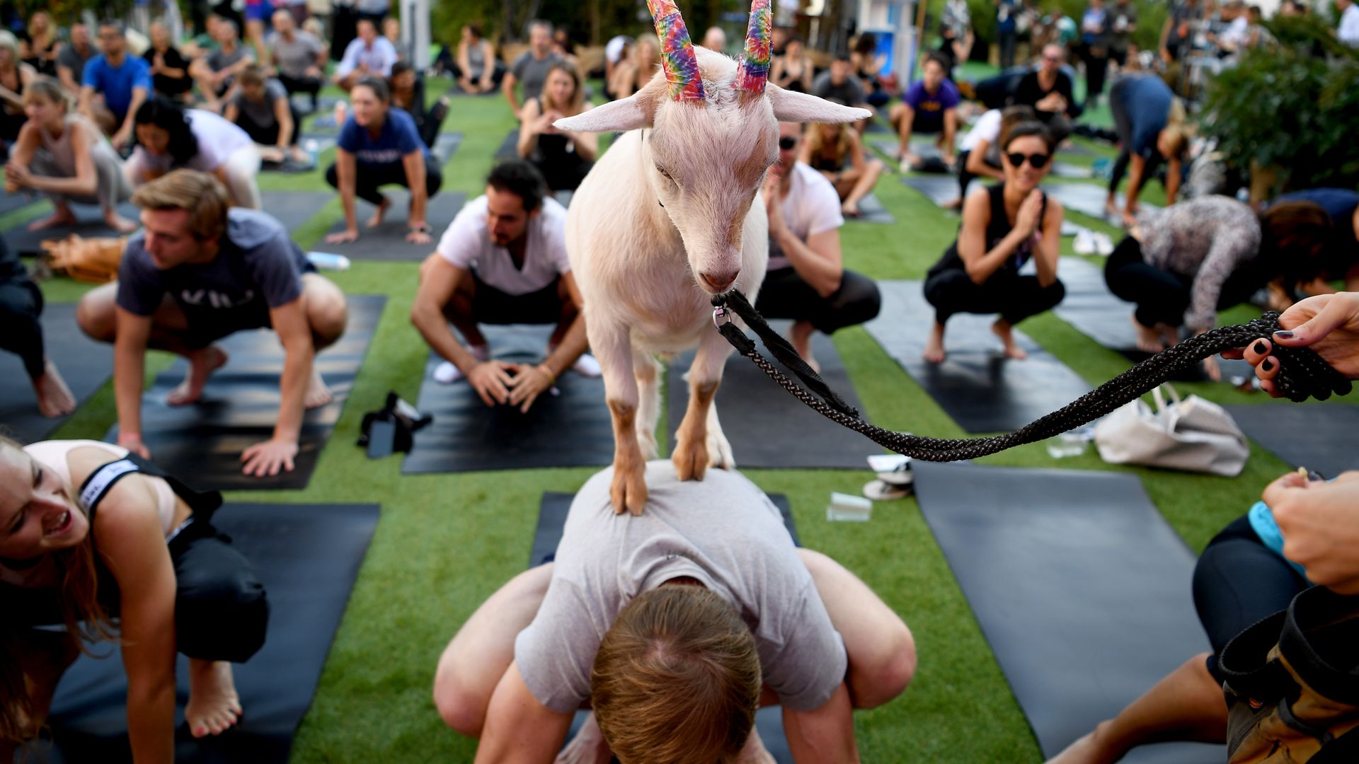 A goat balances on a man's back while he does yoga among other yogis