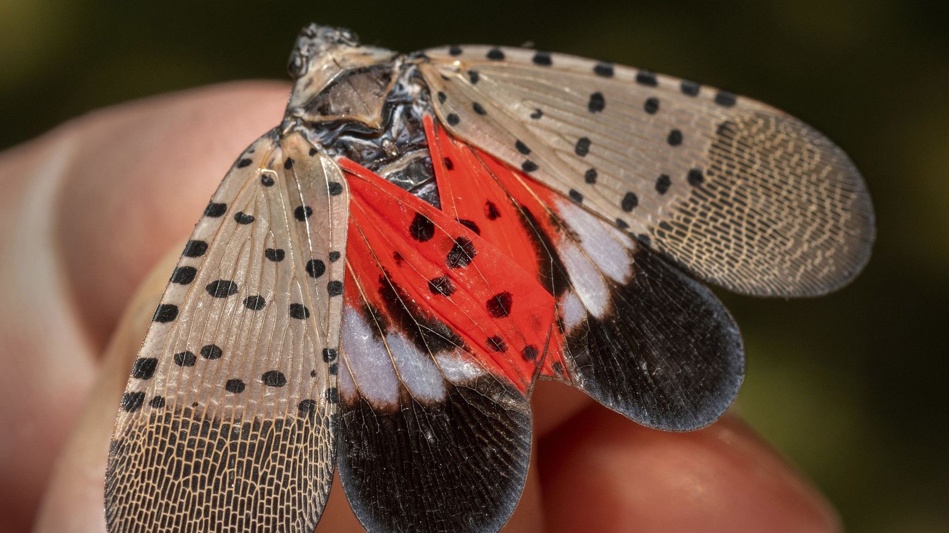 A spotted lanternfly