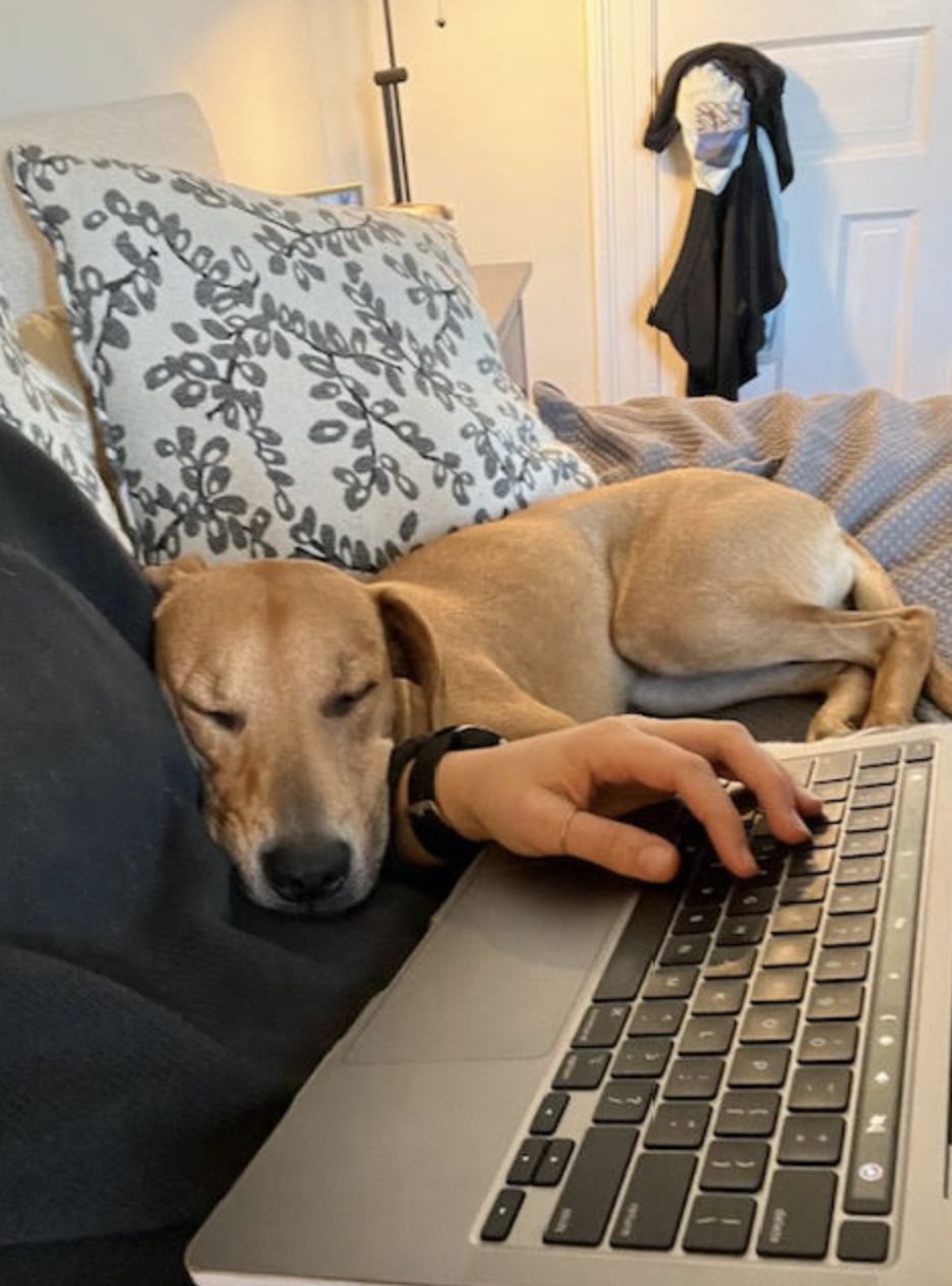 A dog asleep spread across an arm and a laptop.