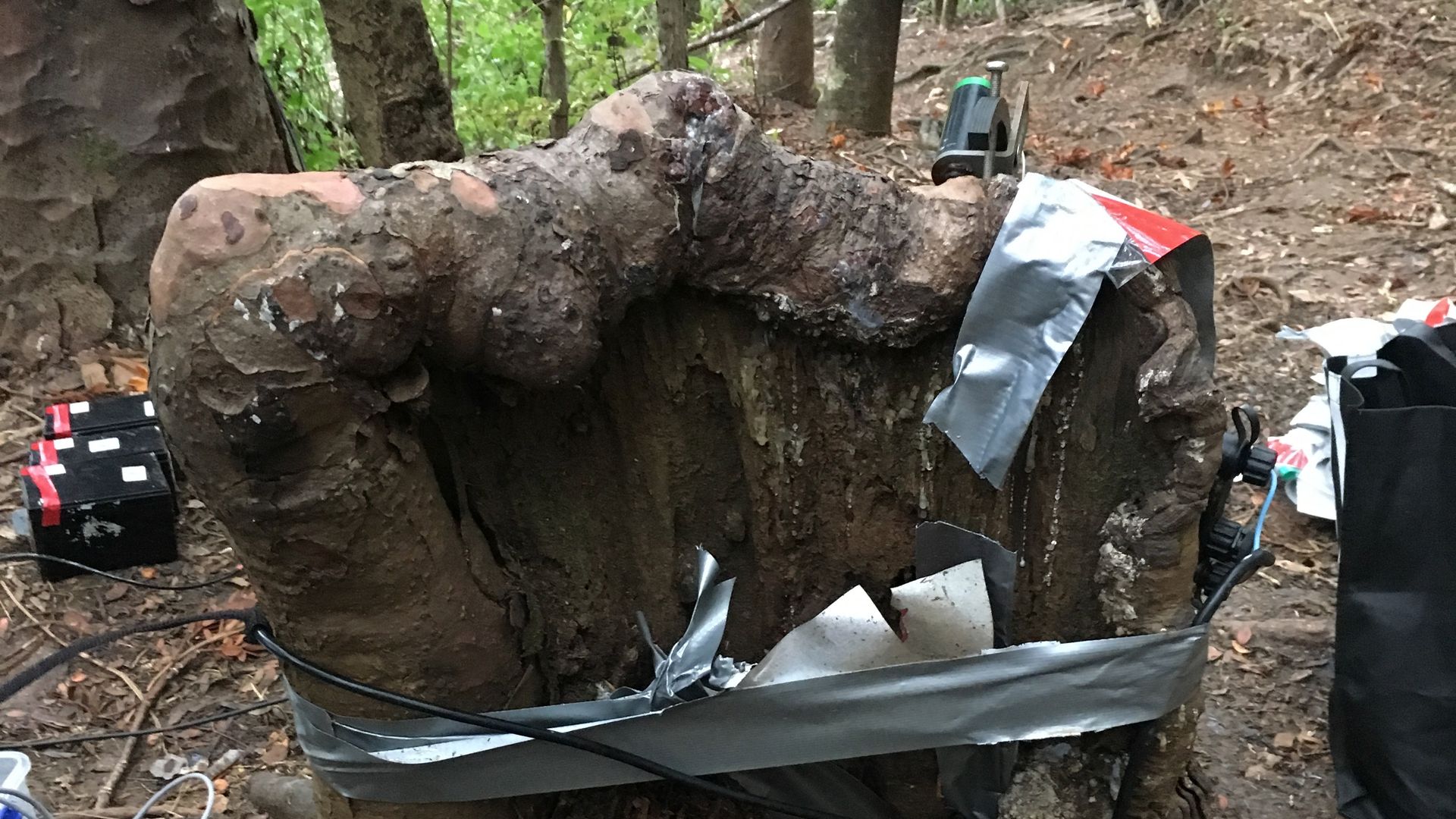kauri stump with duct tape and scientific equipment attached