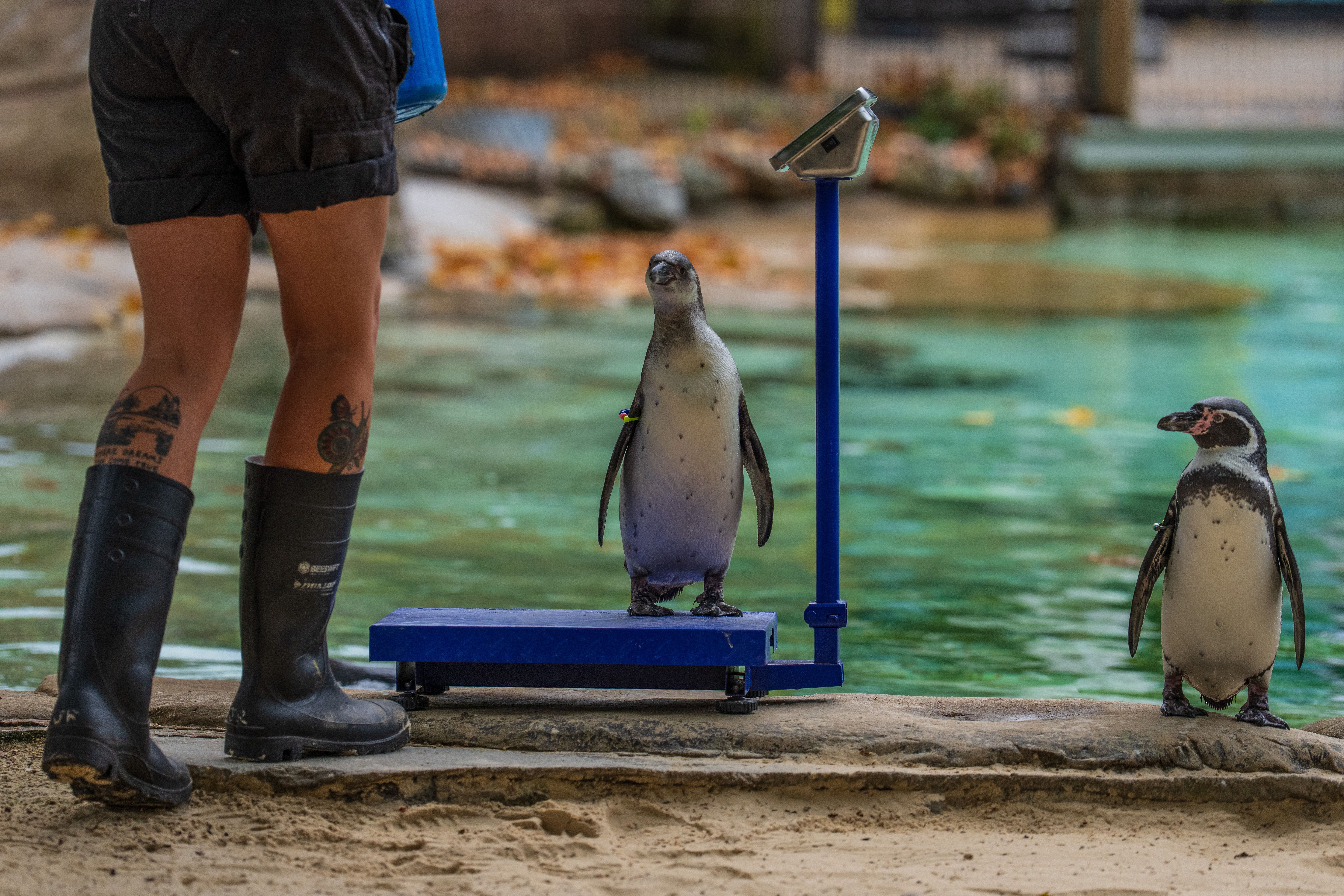 Penguins wait for food during a media photocall to publicise the annual weigh-in at London Zoo.