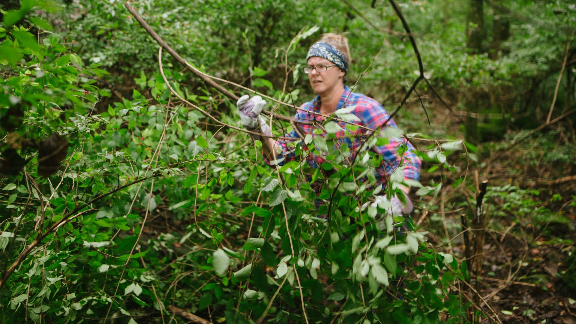 Person in glasses, gloves, and plaid shirt clearing branches in a dense green forest with a focused expression.