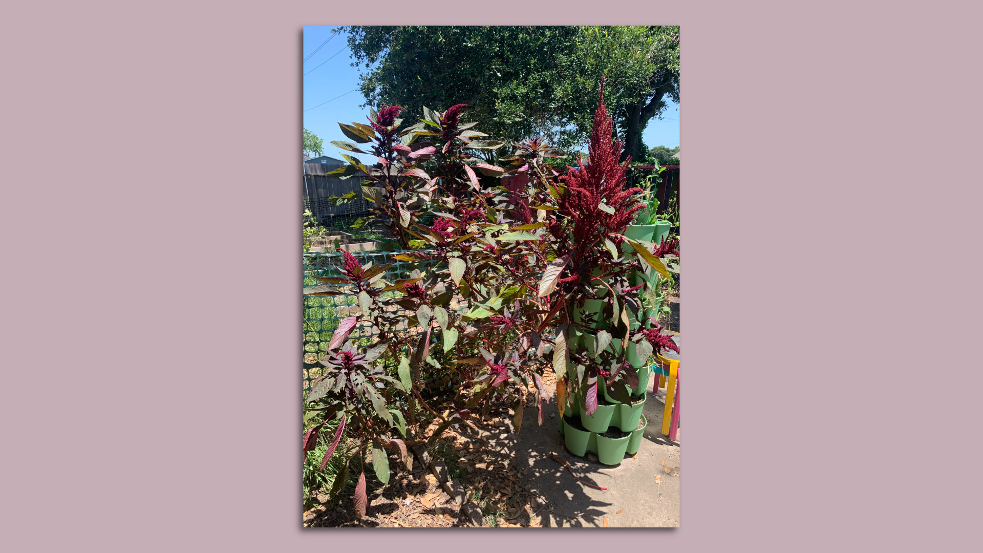 Photo of several amaranths. 