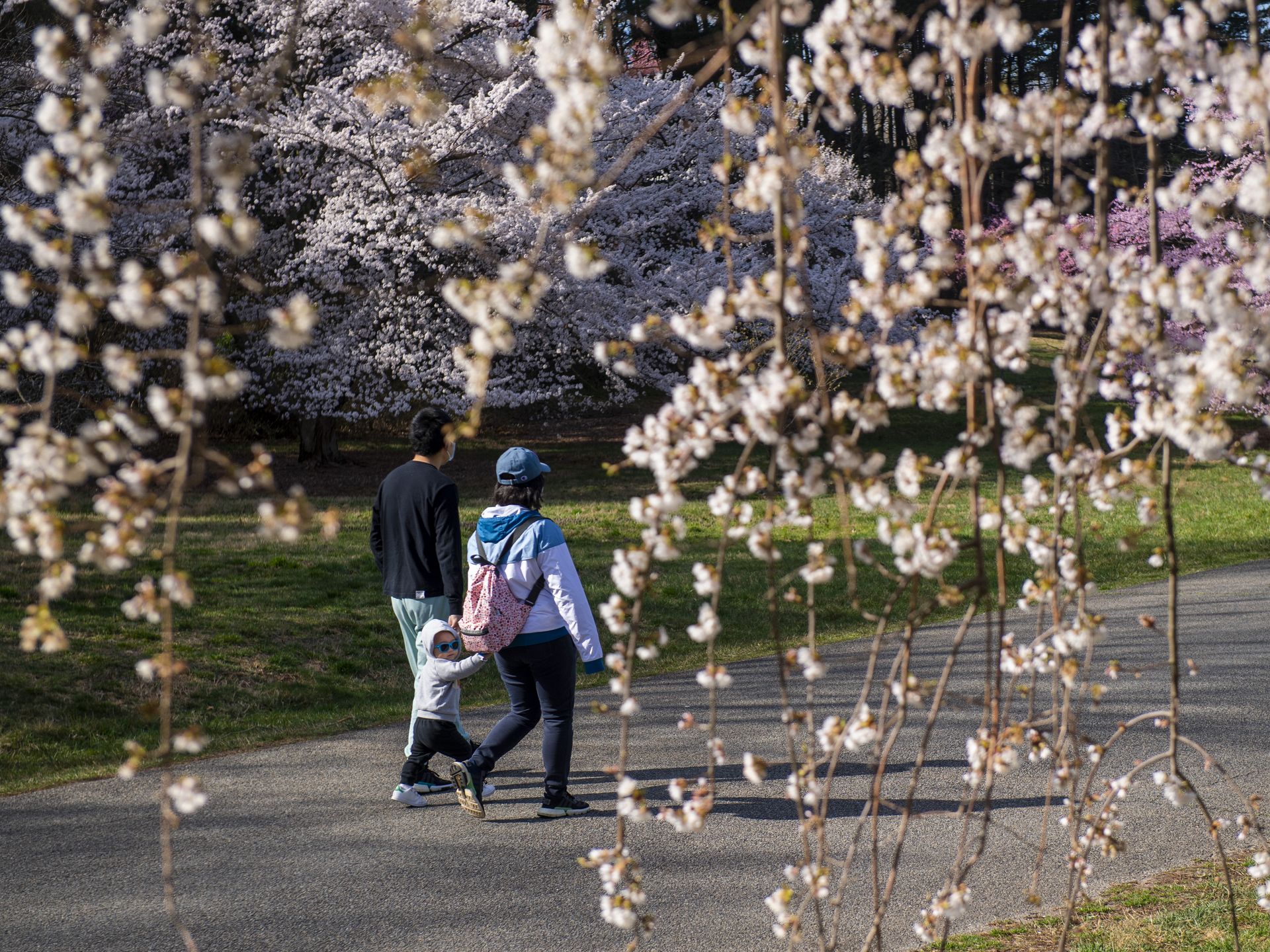 Spring Bucket List: 40+ Festivals & New Things to Do in the DMV – NBC4  Washington