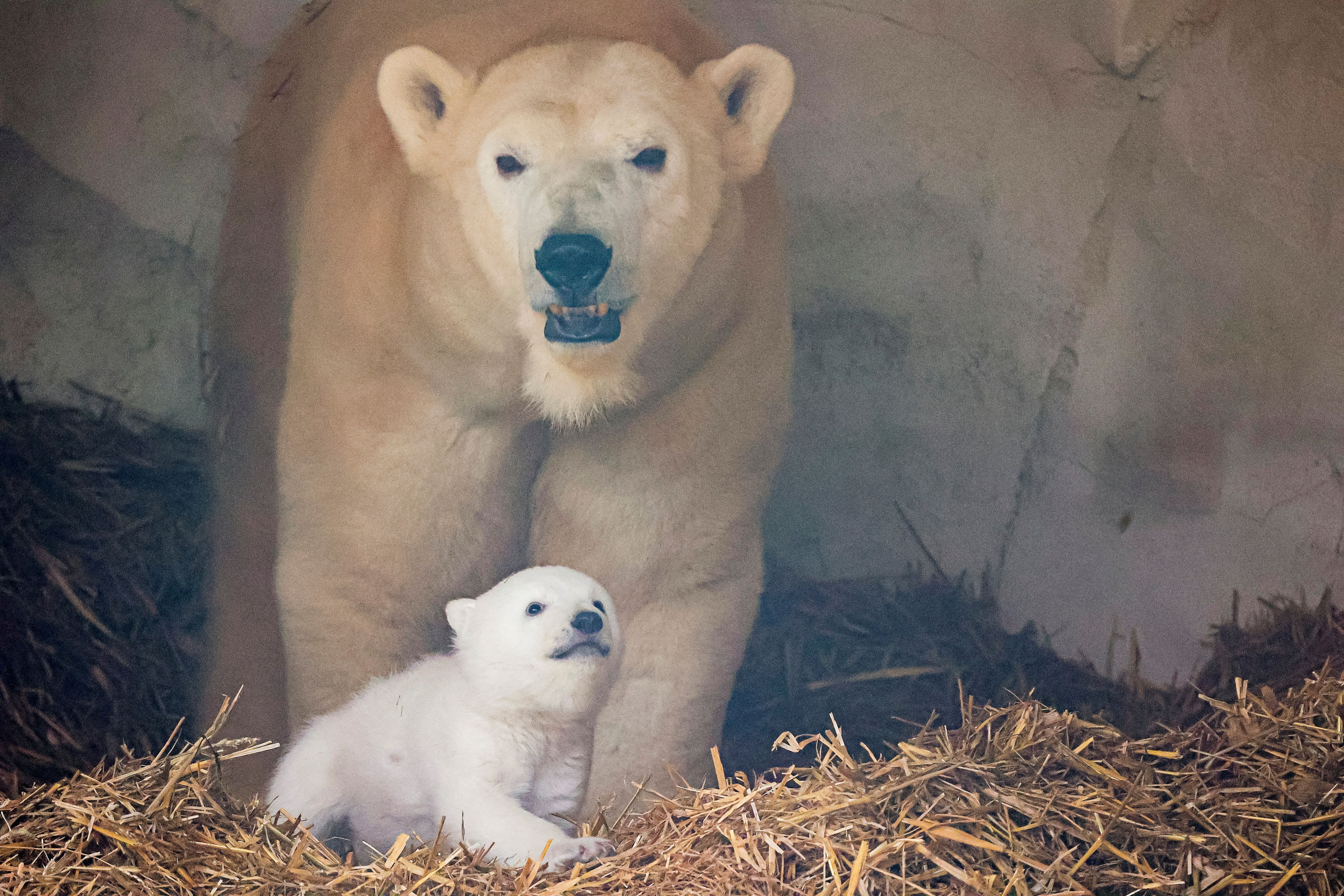 Polar bear and cub