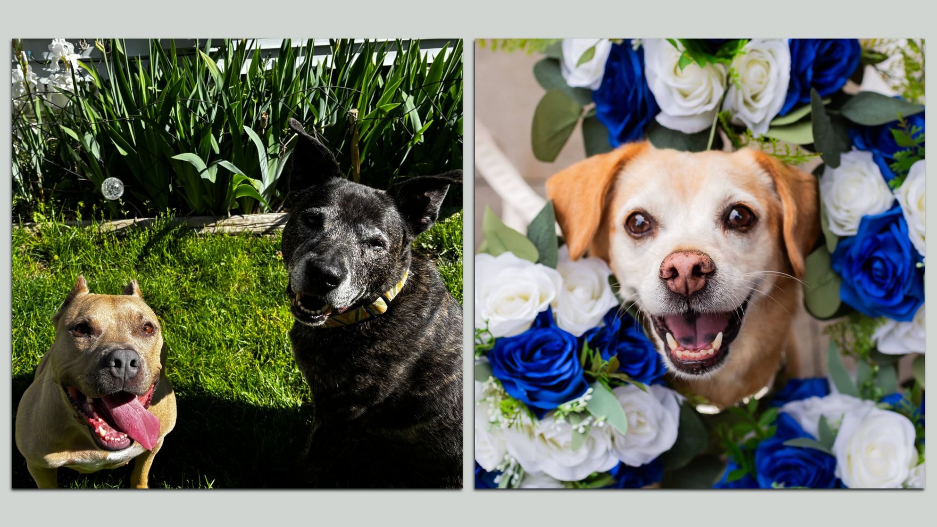 Two dogs sitting on green grass with plants behind; one tan dog panting with tongue out, one black dog smiling. Adjacent, a happy tan and white dog surrounded by white and blue roses.