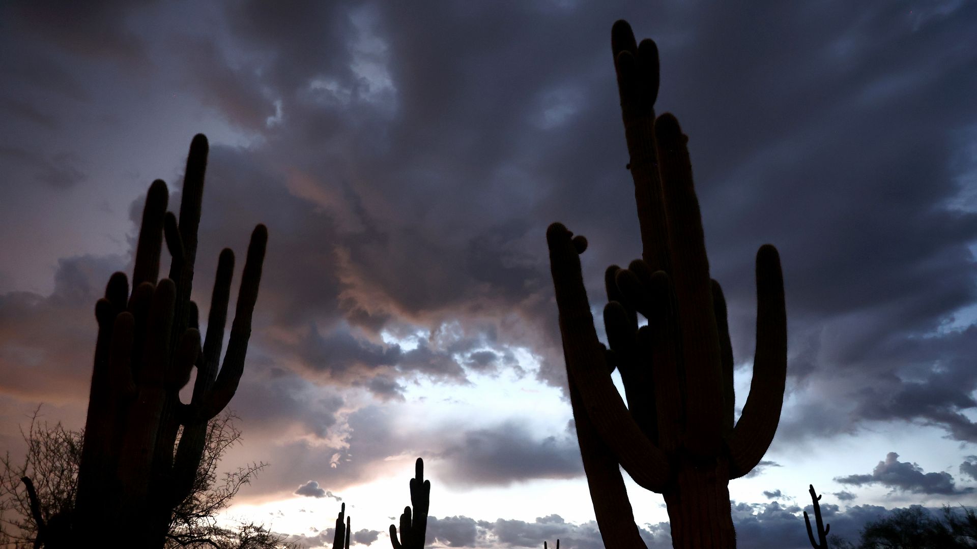 Storm clouds gather in the sky over several several saguaro cactuses in the desert. 