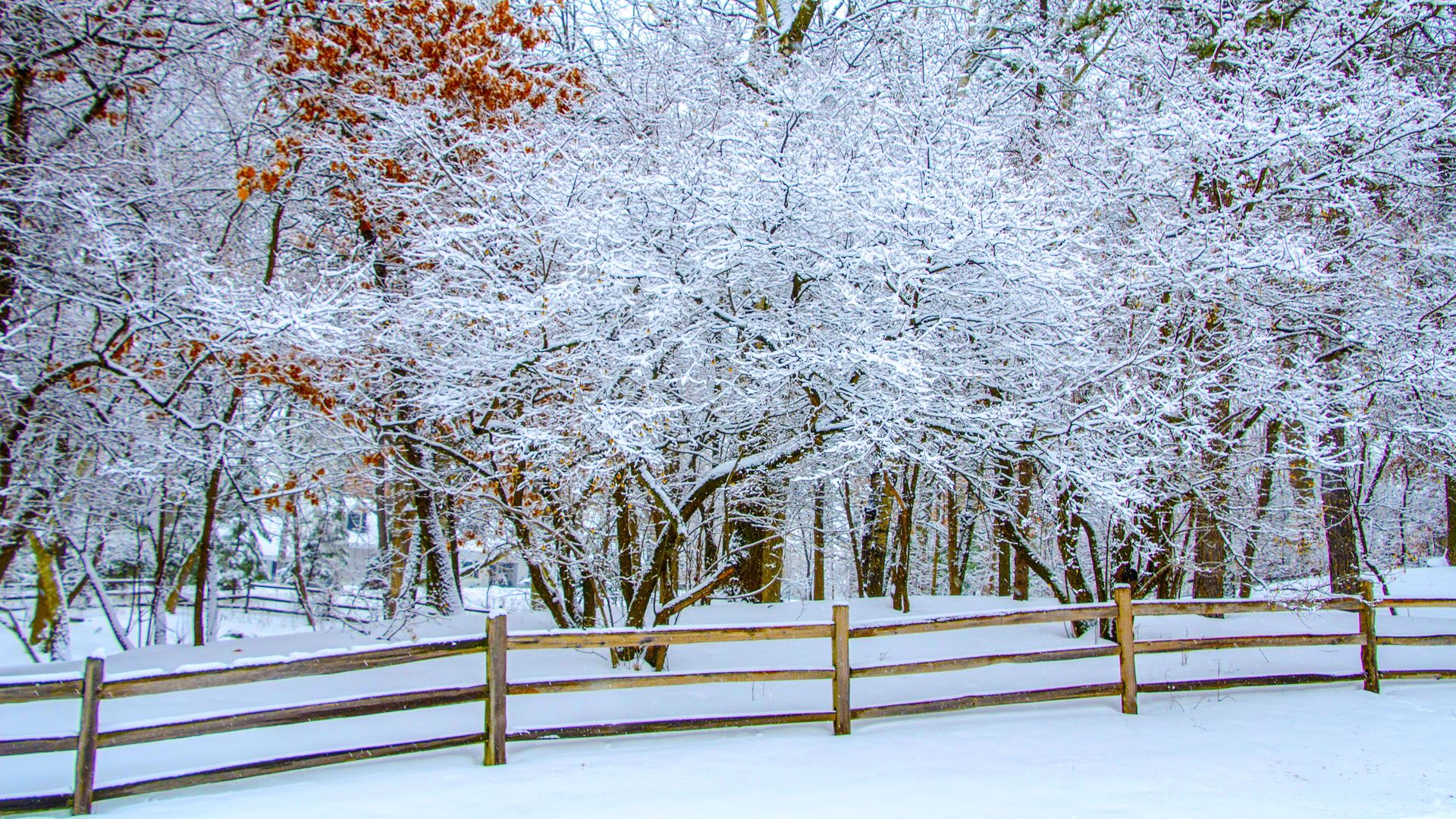 trees and fence covered in snow