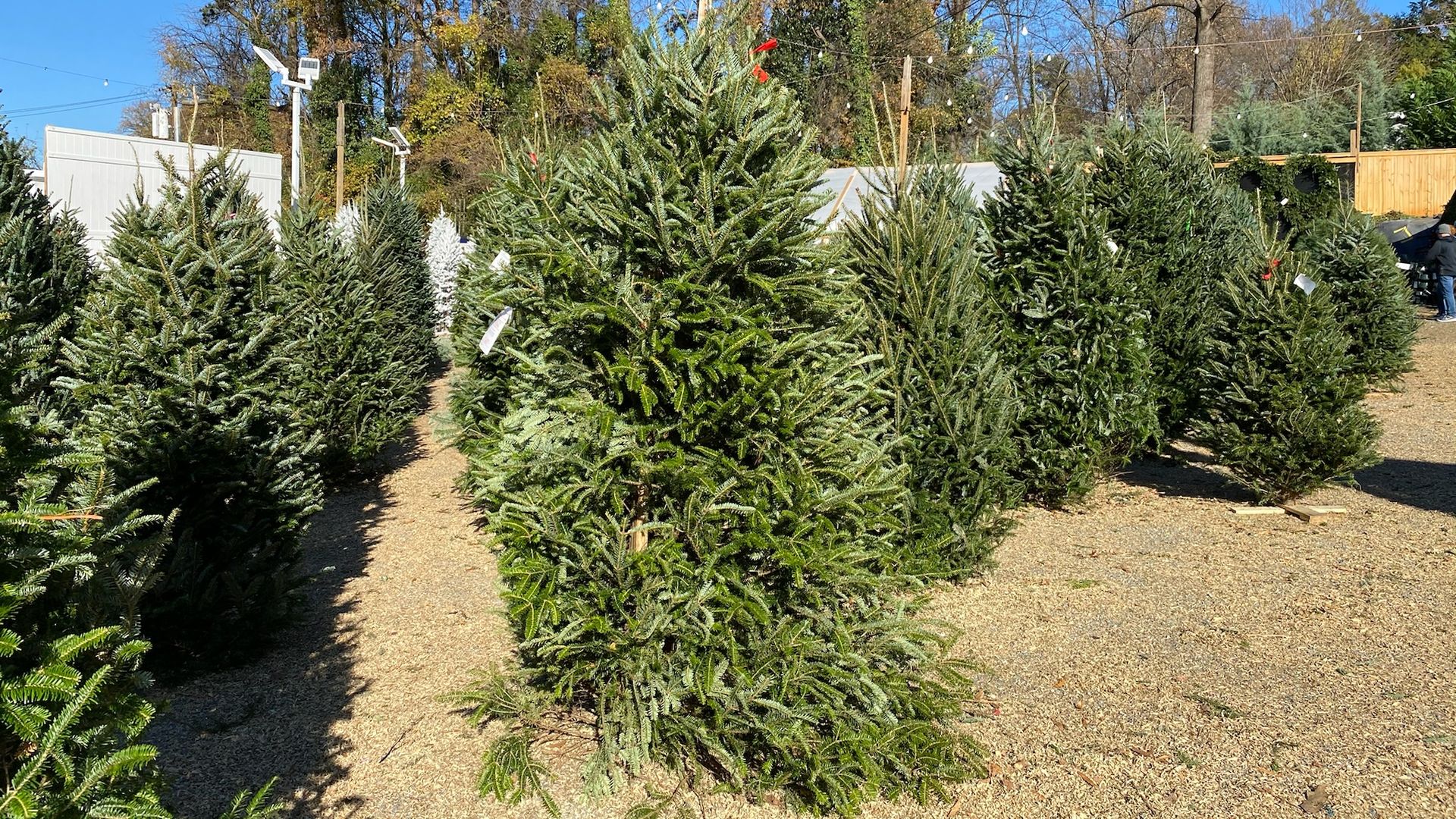 Real xmas deals trees near me