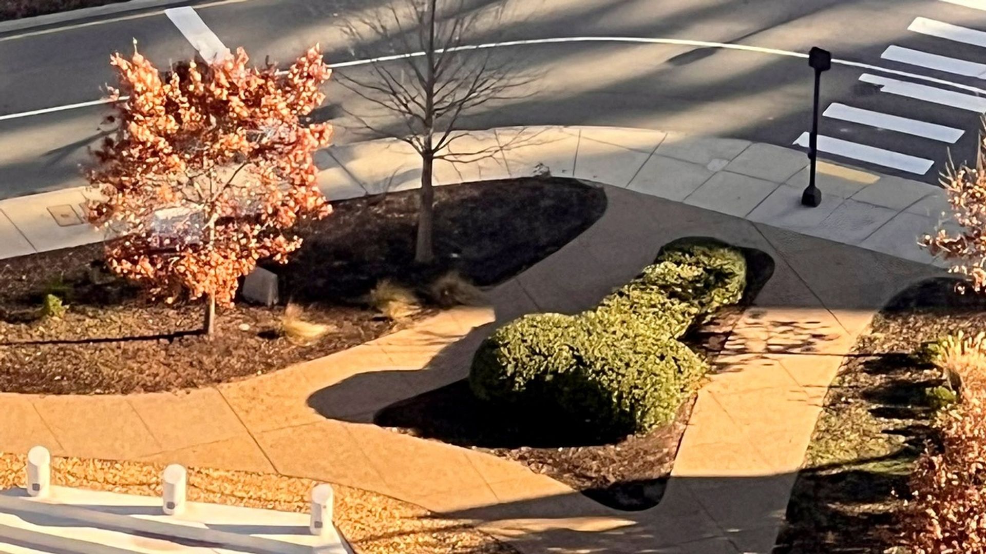 A picture of Kanawha Plaza showing a phallic-shaped bush.