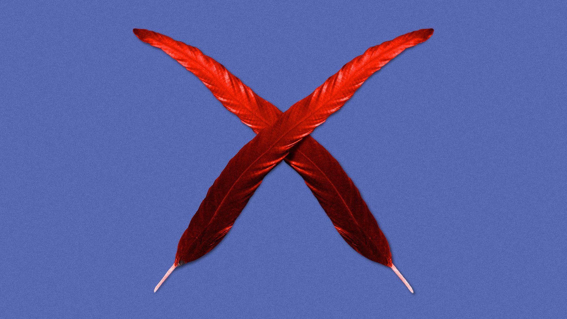 Illustration of two rooster tail feathers forming an X.