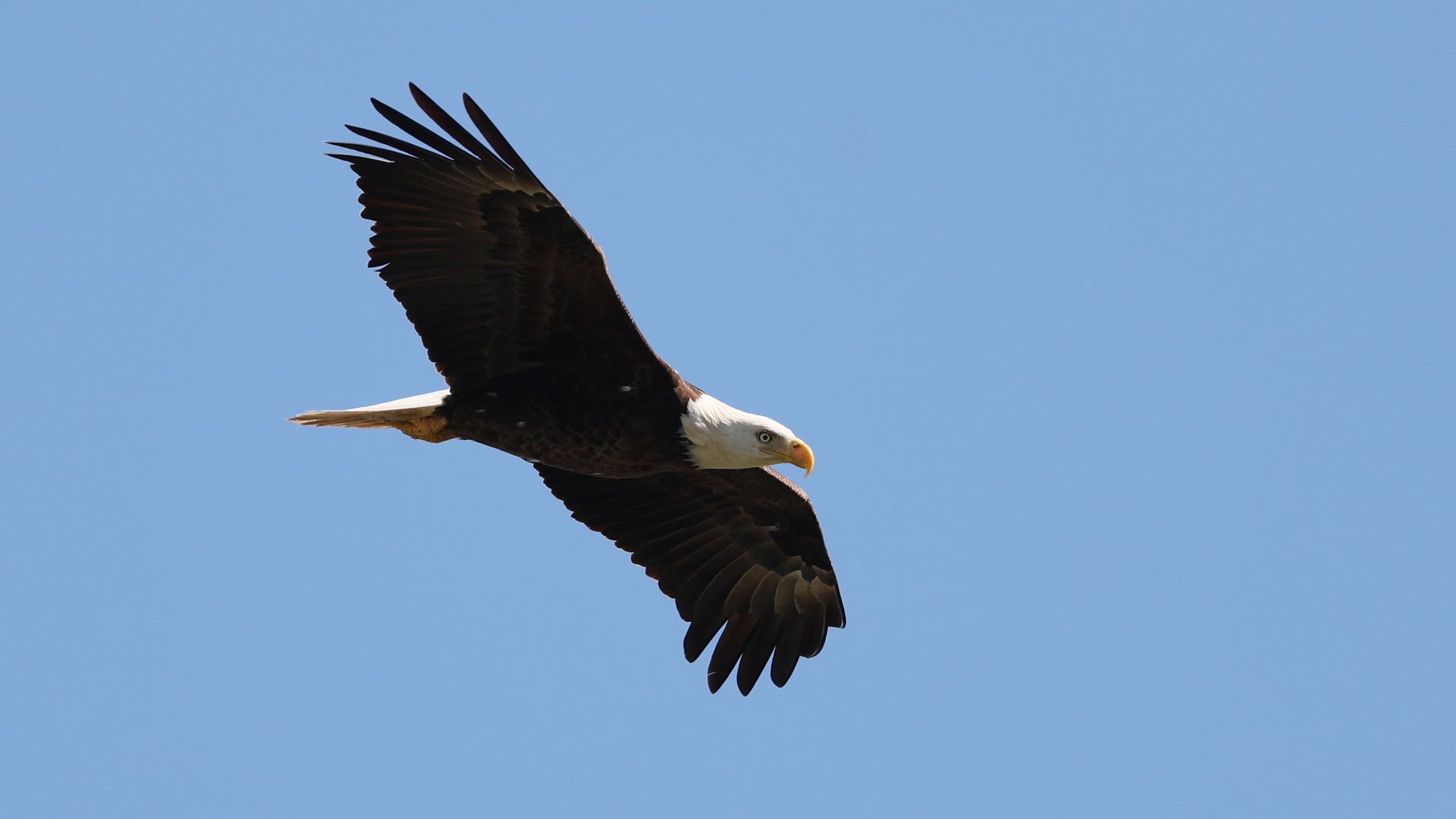 Bird (a bald eagle) flies over a clear sky 