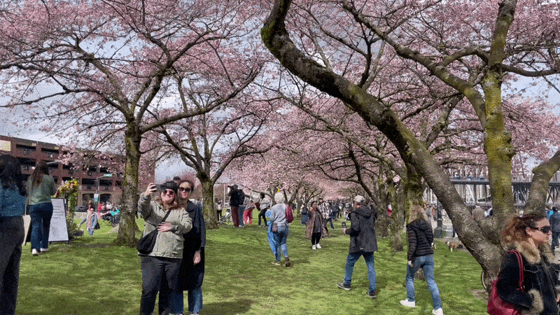 A gif showing two people taking a selfie along a waterfront with pink cherry blossom trees overhead.