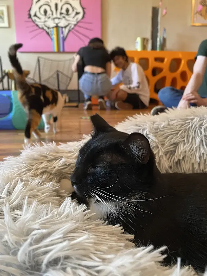 mac tabby cat cafe noda