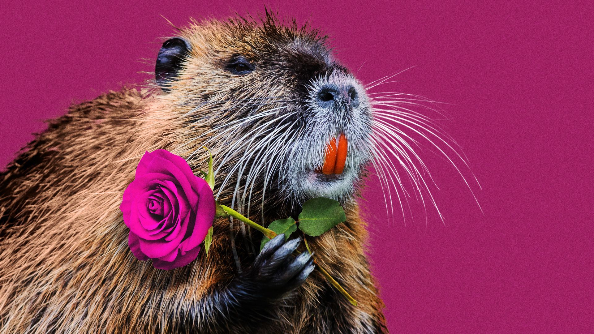 Illustration of a nutria holding a rose. 