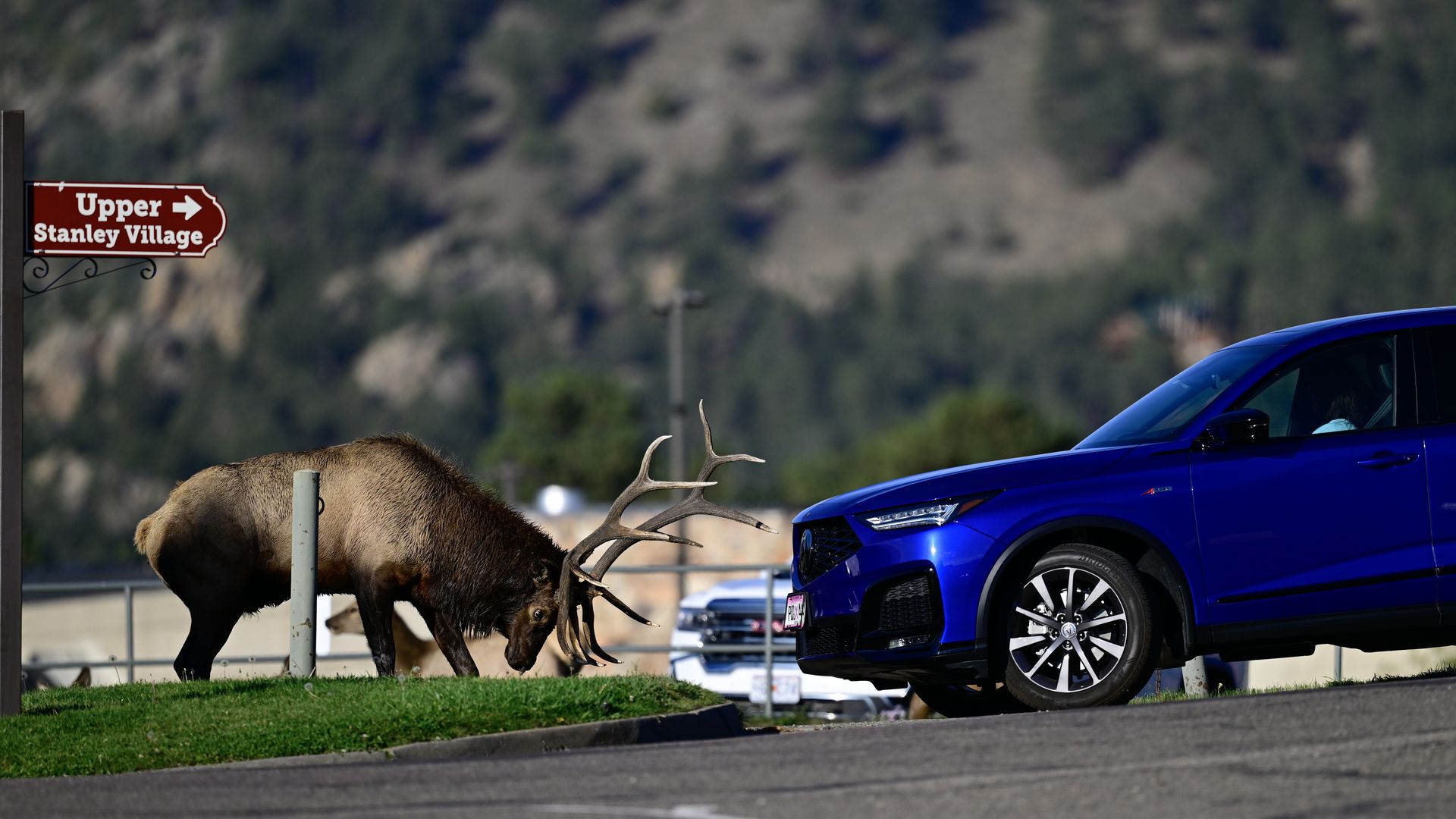 Red sign reading "Upper Stanley Village" with an arrow; two elk with large antlers near a blue SUV on a roadside, grassy verge and forested hills in the background.