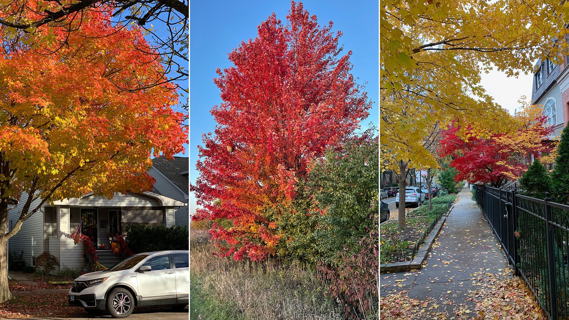 Pretty fall trees. 