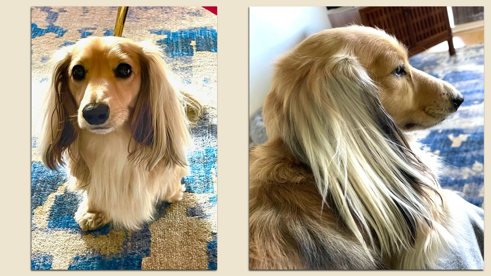Two side-by-side photos of a long-haired dachshund: left shows a front-facing, golden-brown dog with long ears on a blue patterned rug; right shows the dog in profile with flowing ear hair indoors.