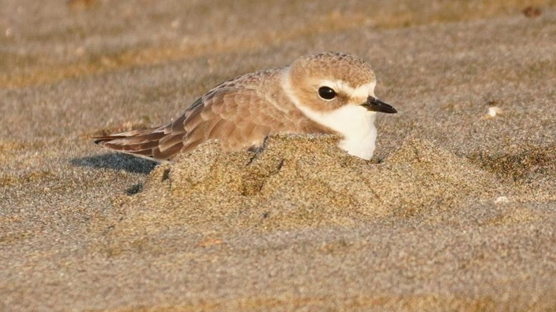 Close-up of a small shorebird on a sandy beach, partly buried in a shallow sand burrow. Tan-brown wings, white underparts, dark eye, and a short black bill; calm, alert pose.
