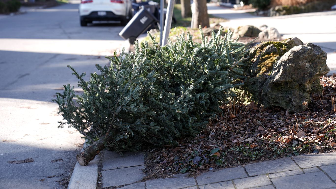 How to get rid of your Christmas tree in DC, Montgomery County ...