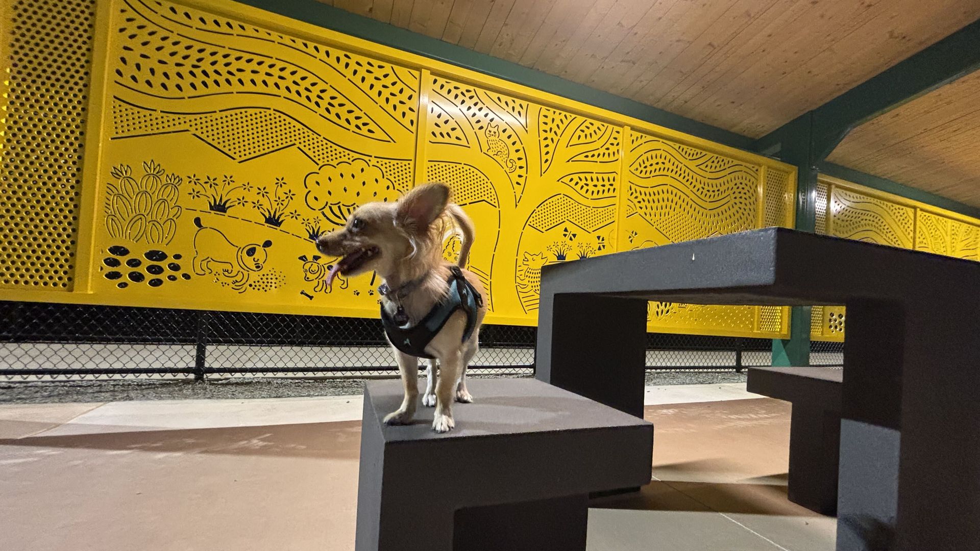 Small dog wearing a harness stands on dark gray steps inside a room with bright yellow decorative panels featuring abstract patterns and animal motifs, a wooden ceiling, and teal beams.
