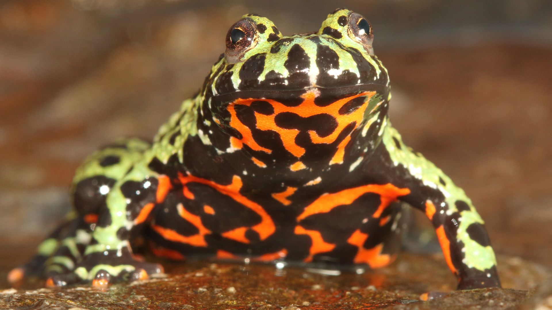 A captive Oriental fire-bellied toad (or Bombina orientalis) imported into Europe from South Korea