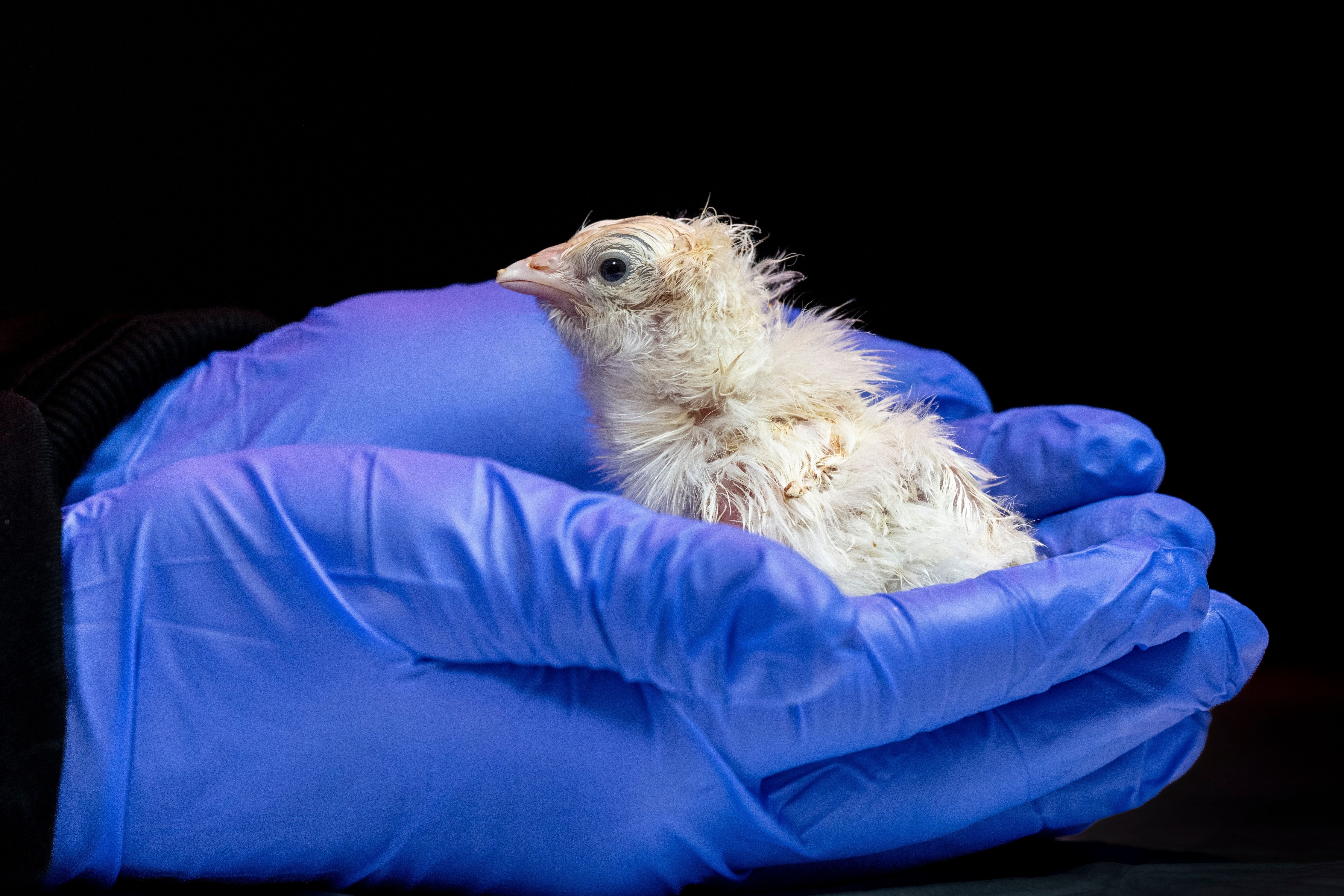 A chick hatched from an artificial environment. Colossal Biosciences via AP