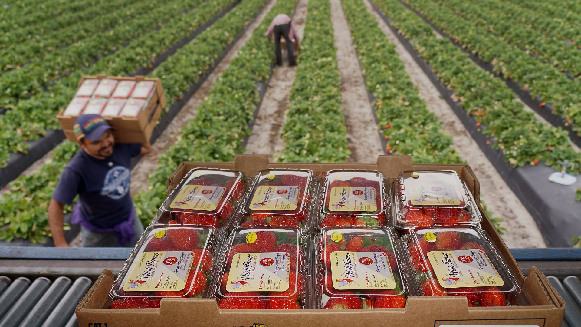A flat of strawberries in foreground; people in strawberry fields in the distance. 